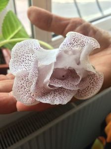 16.08.2017; Gloxinia
