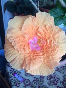 16.08.2017; Hibiscus
