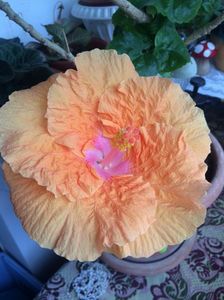 16.08.2017; Hibiscus
