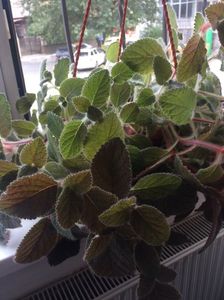 16.08.2017; Eucodonia Adèle
