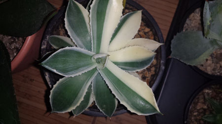 Agave Kichjiokan Sectoral Variegated 300