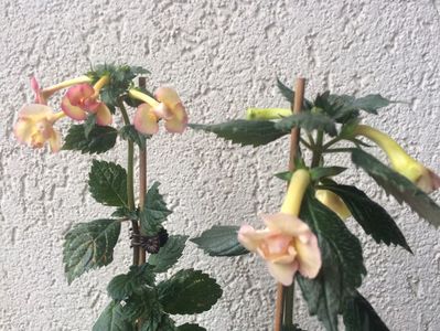 Limoncello & Yellow E.R.; Limoncello &amp; Yellow E.R
4.09.2017
