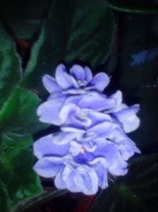 ; Necunoscuta
