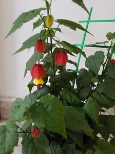 Abutilon megapotamicum-florile mult asteptate