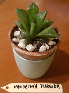 Haworthia turgida
