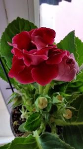 09.09.2017; Gloxinia
