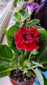 09.09.2017; Gloxinia noua achiziție
