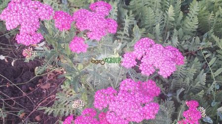 achillea 5; Coada Soricelului Ornamentala
