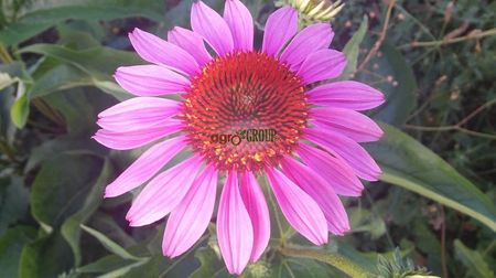 echinacea 1; Echinacea Purpurea
