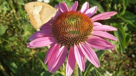 echinacea 2; Echinacea Purpurea
