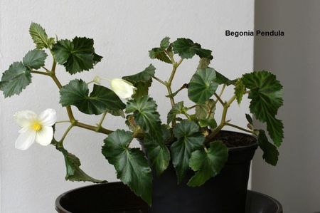 12.05.17; Begonia Pendula- planta de la care am pornit
