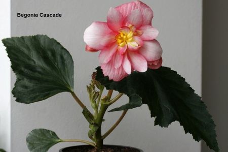 26.05.17; Am repetat experimentul, incluzand si Begonia Cascade
