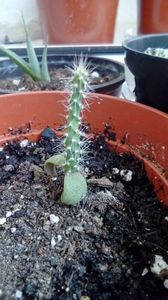 Cactus din seminte