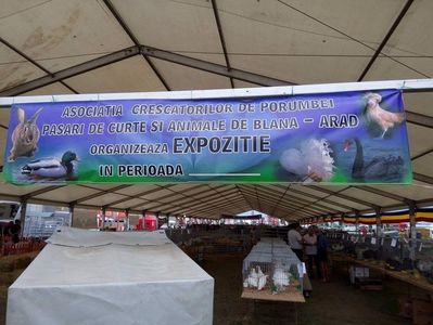 Agromalim Arad 2017; Expozitie - Agromalim Arad 2017 Porumbei voltati indieni albi , 
vand tineret vaccinati , deparazitati cu polivacol si endectocid,contact :tel 0771079403
