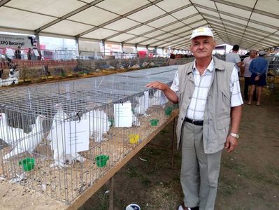 voltati indieni albi; Expozitie - Agromalim Arad 2017 Porumbei voltati indieni albi
