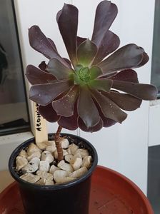 Aeonium arboreum Schwartzkopf