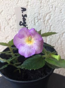 Sagitarius; xAchimenantha Sagitarius
