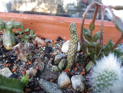 esculenta