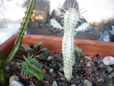 mammilaria variegata