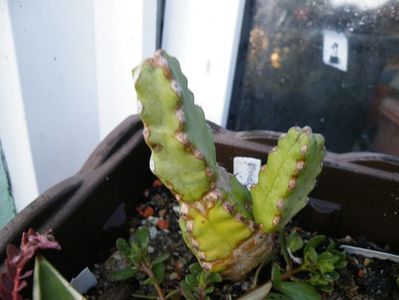 debilispina