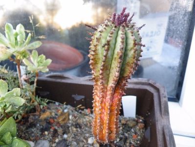 cereiformis
