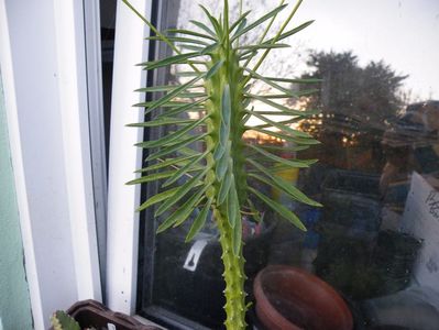 loricata