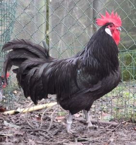 black rooster