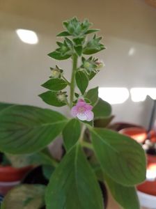 Pink Schadow