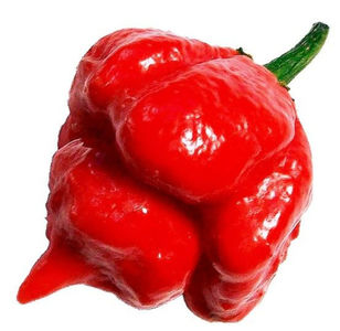 Trinidad Moruga Scorpion