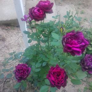 prince