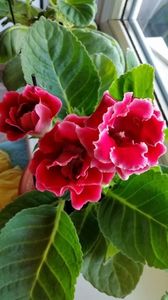 Sept 2017; Gloxinia
