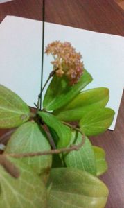 hoya fitchii