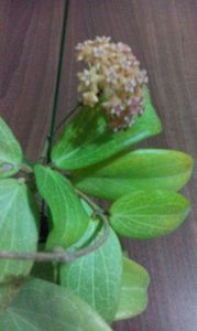 h. fitchii