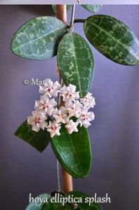 hoya-elliptica-splash -- poza net