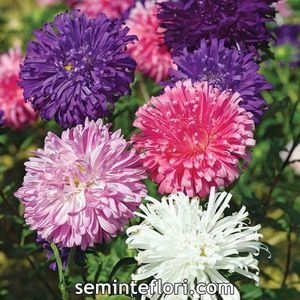 Aster Ostrich Plume; Aster Ostrich Plume - Ochiul Boului
