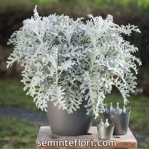 Seminte flori Cineraria Maritima Silver Dust; Seminte flori Cineraria Maritima Silver Dust - Cenusareasa
