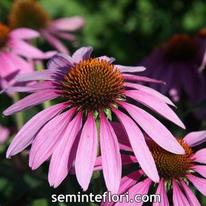 Seminte flori Echinacea Purpurea Purple Coneflower; Seminte flori Echinacea Purpurea Purple Coneflower
