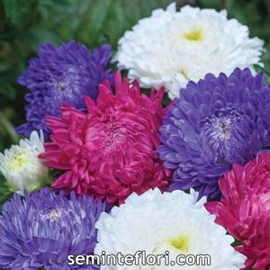 Seminte flori Aster Duchess Mixed; Seminte flori Aster Duchess Mixed - Ochiul Boului
