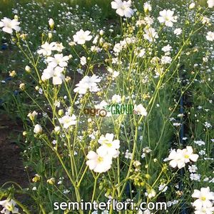Seminte flori Gypsophila Paniculata; Seminte flori Gypsophila Paniculata - Floarea Miresei
