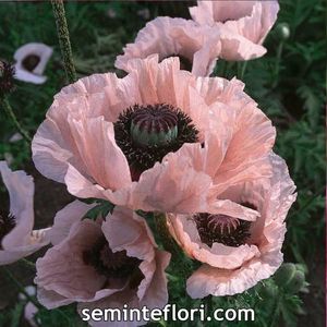 Seminte flori Poppy Papaver Coral Reef; Seminte flori Poppy Papaver Coral Reef - Mac roz-coral
