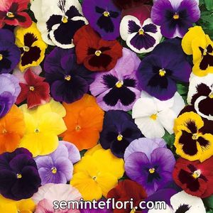 Seminte flori Pansy Winter Flowering Mix; Seminte flori Pansy Winter Flowering Mixed - Panselute
