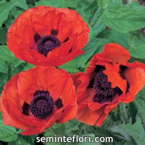 Seminte flori Poppy Papaver Brilliant; Seminte flori Poppy Papaver Brilliant - Mac rosu peren
