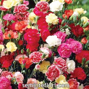 Seminte flori Carnation Giand Chabaud Mixed; Seminte flori Carnation Giand Chabaud Mixed - Garoafa de Gradina
