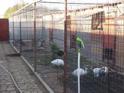 voliera pauni