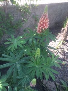 Lupin