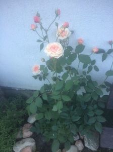 Shropshire Lad