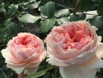 Salmanazar royale Peach Peony