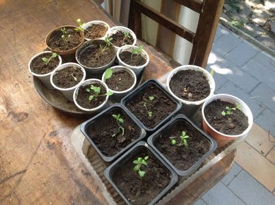 Răsaduri meu din 2017 lavanda