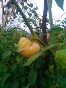 Physalis ixocarpa; Tomatillo Green sau tomata verde
