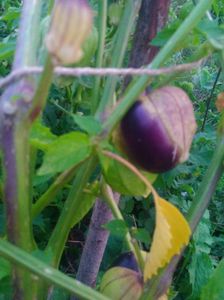 Physalis Philadelphia; Tomatillo velvet
